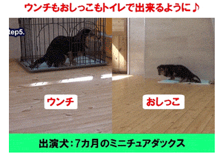 イヌバーシティ 成犬 仔犬 トイレ 