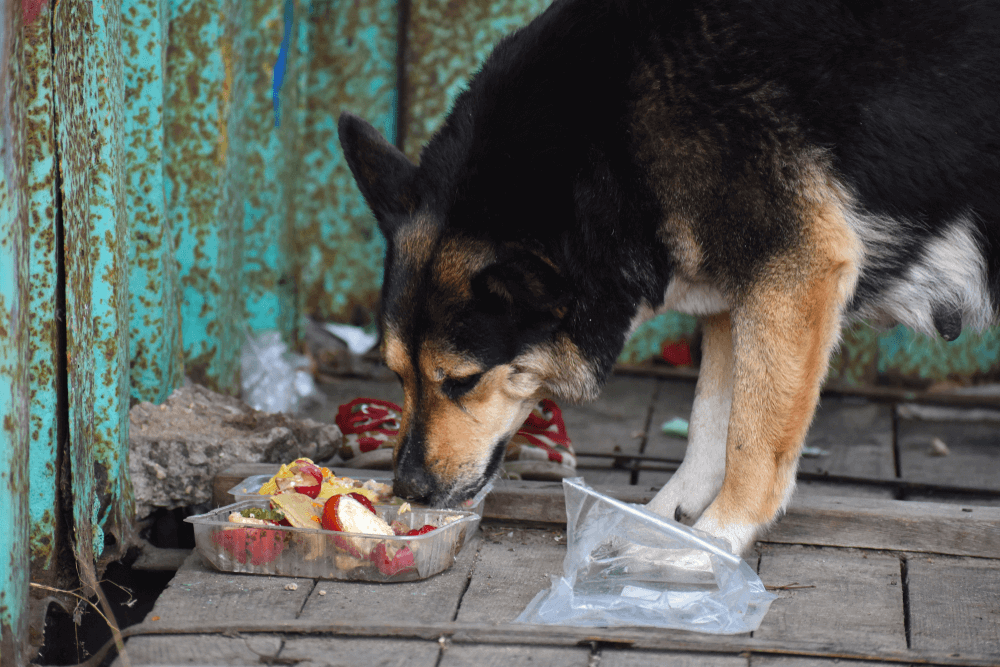 愛犬 拾い食い 危険性