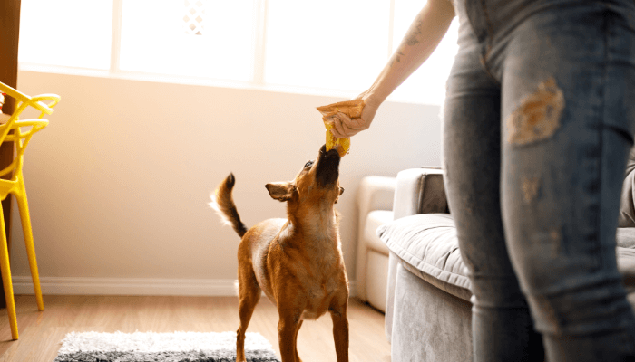 犬　噛み癖　しつけ　ポイント